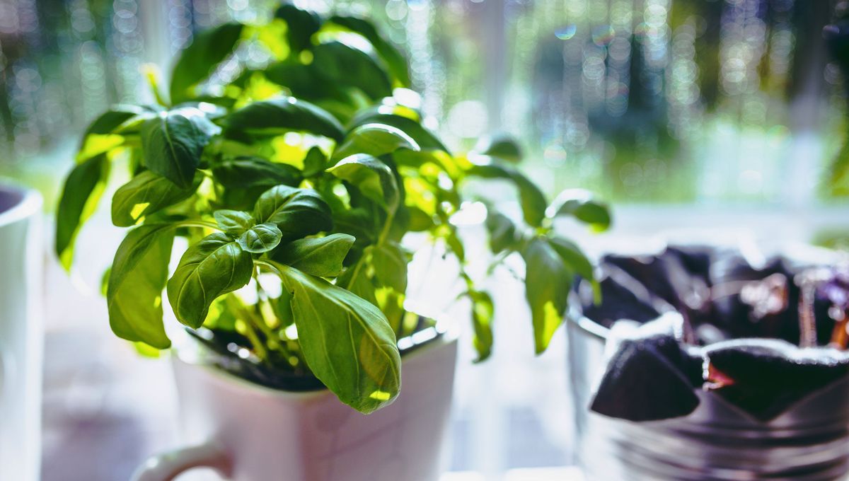 Estas plantas pueden ser útiles para espantar a los mosquitos, pero siempre hay que evitar su llegada y reproducción siguiendo las recomendaciones de especialistas. Estas plantas pueden ser útiles para espantar a los mosquitos, pero siempre hay que evitar su llegada y reproducción siguiendo las recomendaciones de especialistas. 