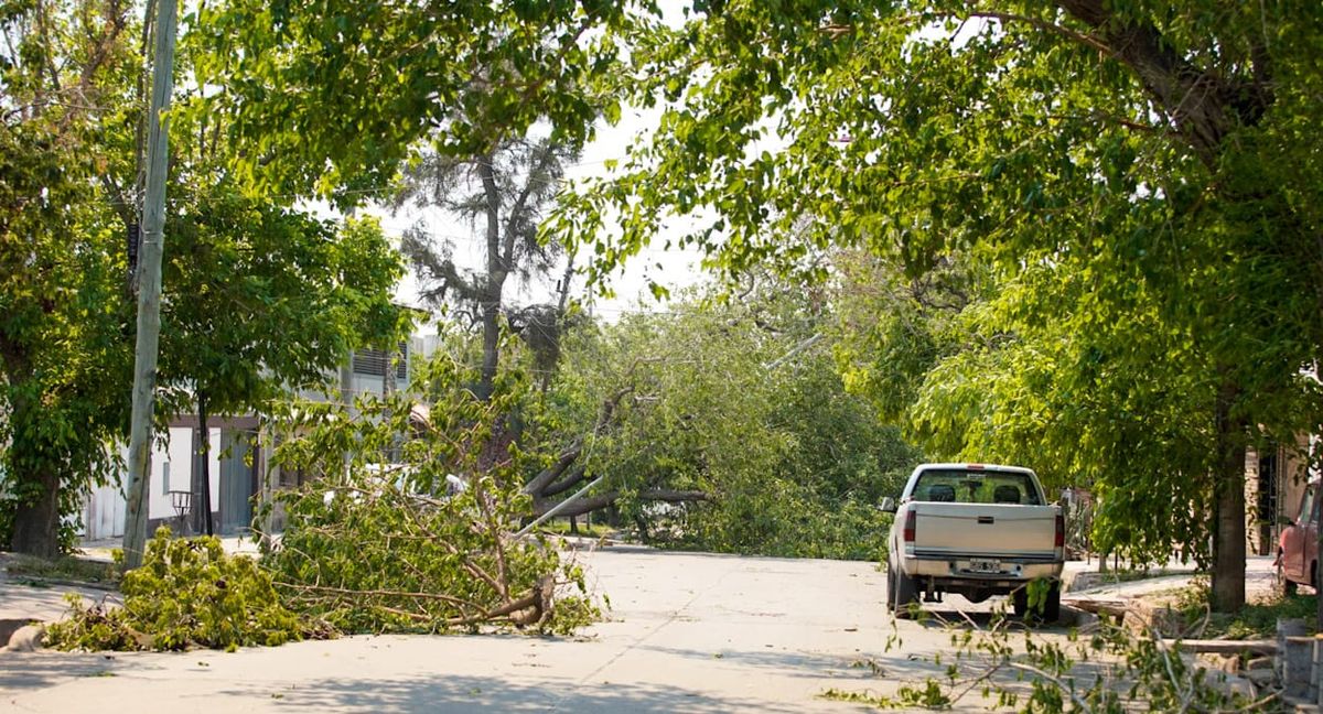 Una calle mendocina intransitable por la caída de árboles.