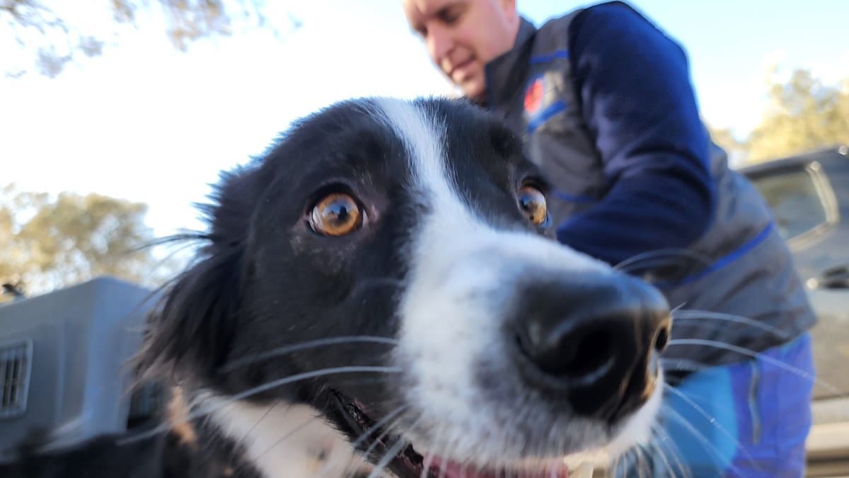Ipa es una Border Collie que participó en el caso Aliaga