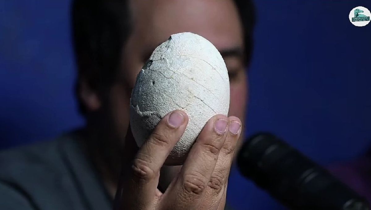 Durante los días que se transmitirá la campaña paleontológica en tiempo real.