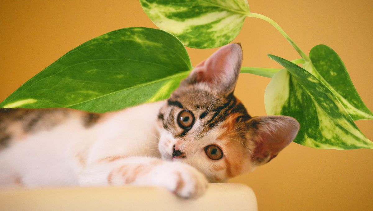 Los gatos juegan con las plantas del hogar y rompen sus hojas son frecuencia Los gatos juegan con las plantas del hogar y rompen sus hojas son frecuencia