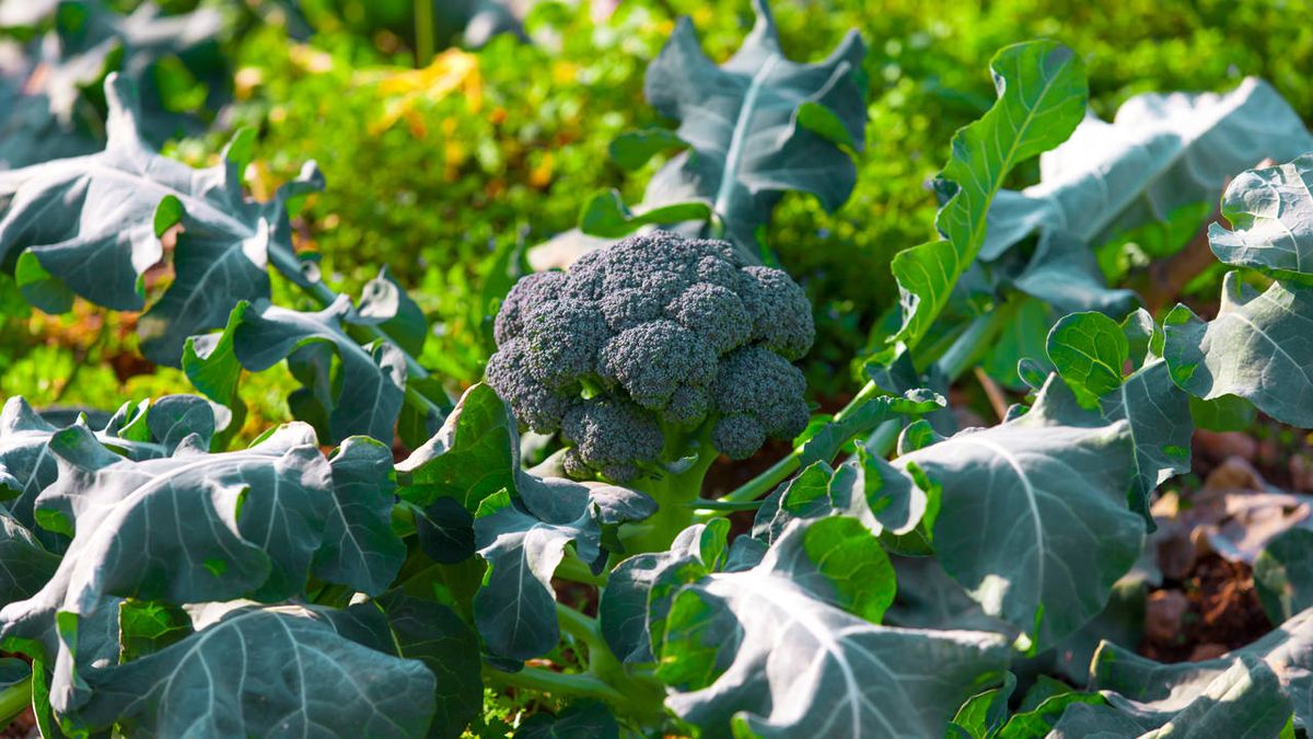 El brócoli es un superalimento. El brócoli es un superalimento.