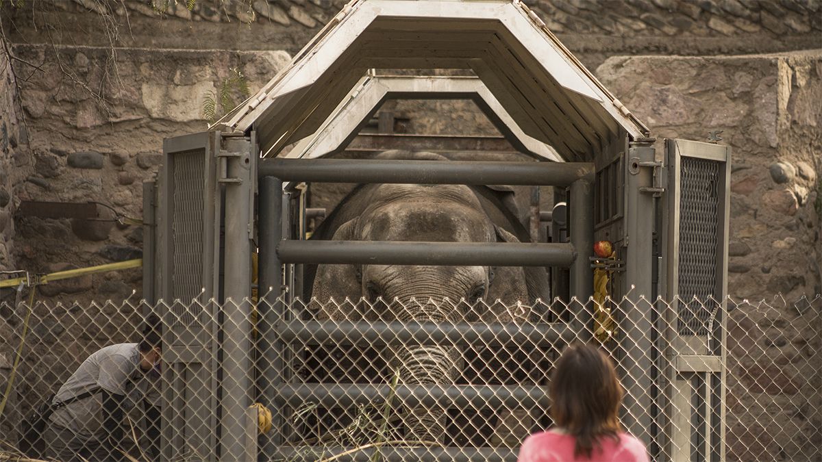 Las elefantas del ex Zoo de Mendoza empezar la etapa de adaptación para poder viajar encerradas en contenedores durante tantas horas.