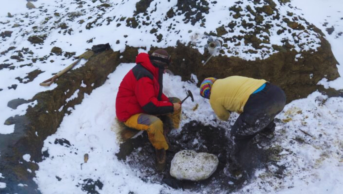 Tal fue el impacto de este descubrimiento en la Antártida, que fue publicado por la revista Journal of Systematic Palaeontology