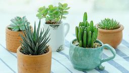 Tres plantas suculentas ideales para decorar el hogar y aportar un toque de vida