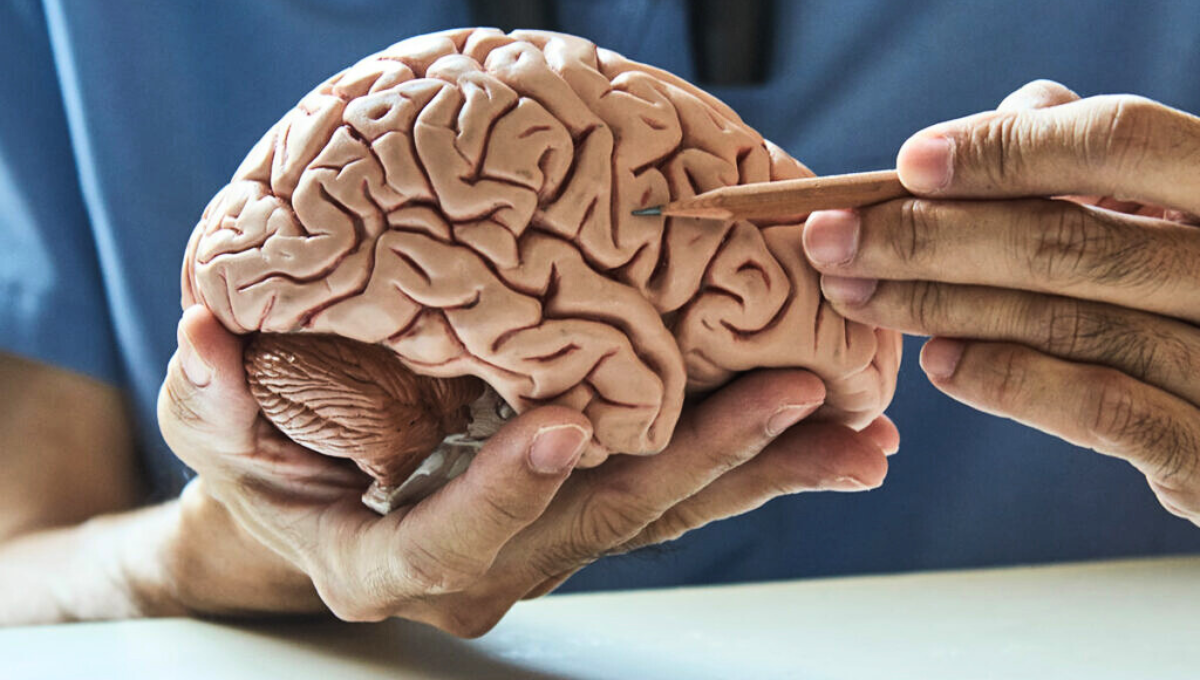 Este descubrimiento científico no solo es un gran avance en la Neurología
