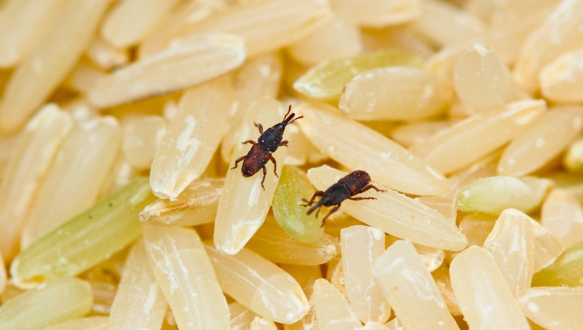 Si ves gorgojos en tu cocina, te contamos qué significa y por qué podría ser malo