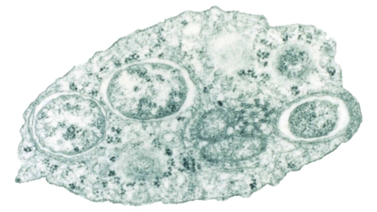 (Foto: Scott O'Neill - Genome Sequence of the Intracellular Bacterium Wolbachia) (Foto: Scott O'Neill - Genome Sequence of the Intracellular Bacterium Wolbachia)