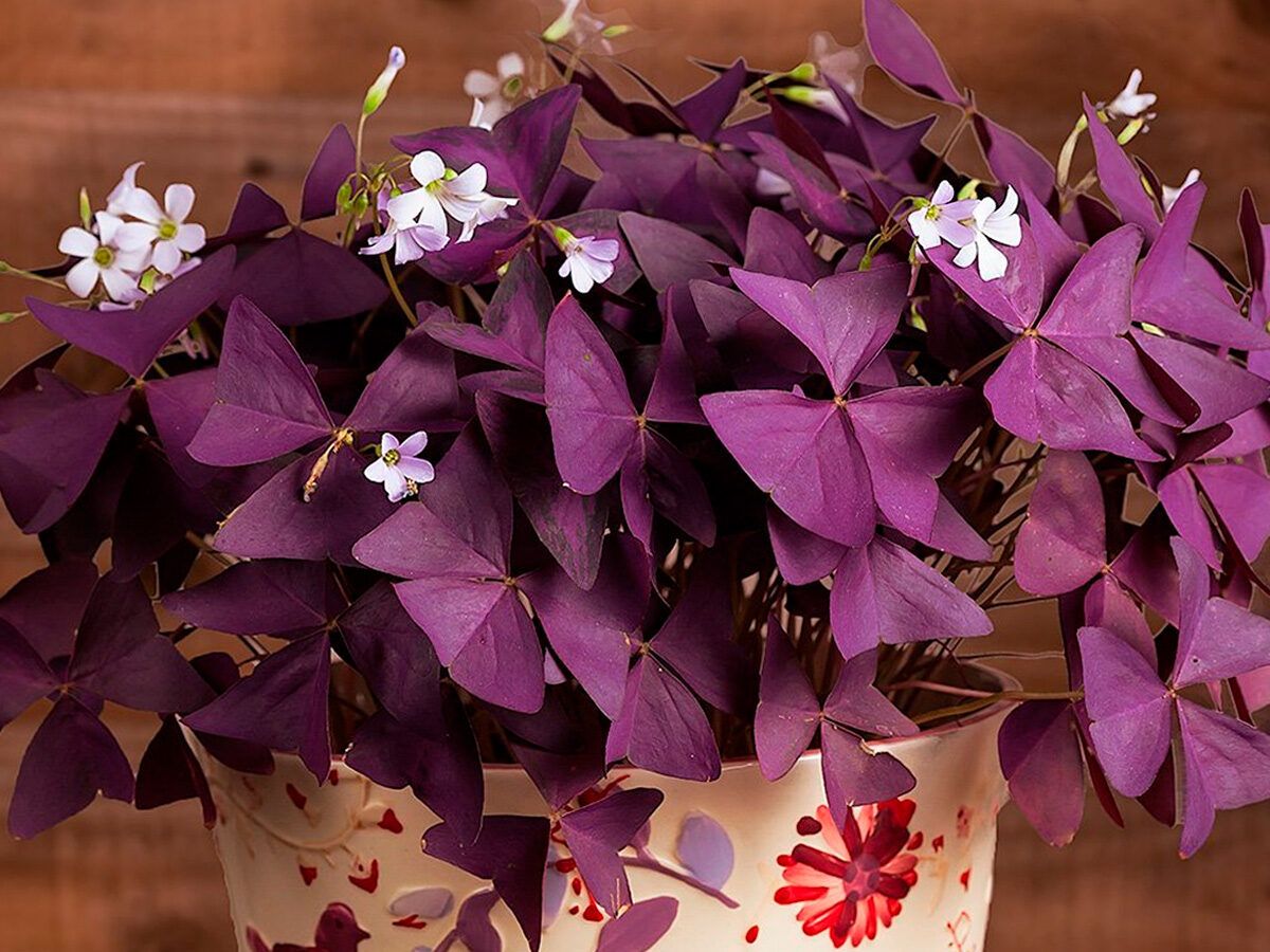 Trébol morado. Trébol morado.