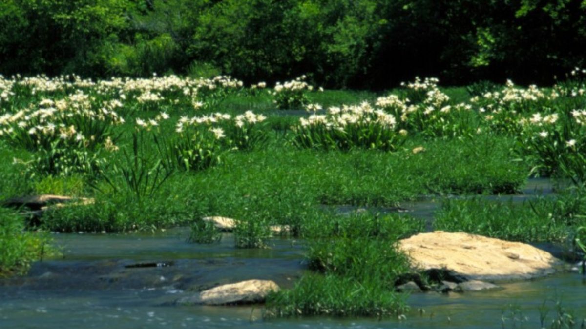 Fuente: De U.S. Fish and Wildlife Service Fuente: De U.S. Fish and Wildlife Service