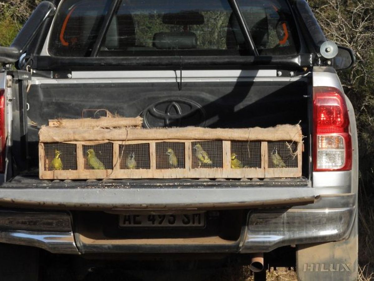 De los 16 ejemplares en cautiverio rescatados en el país, 6 los aportó el Gobierno de Mendoza. De los 16 ejemplares en cautiverio rescatados en el país, 6 los aportó el Gobierno de Mendoza.