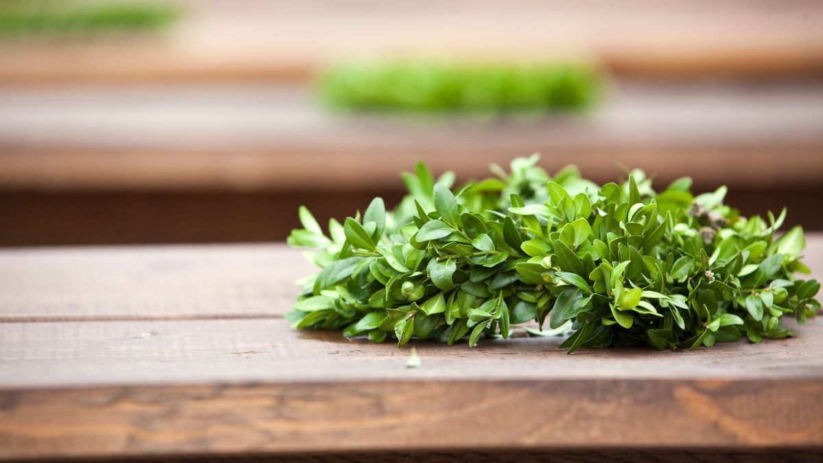 Corona de laurel. Corona de laurel.