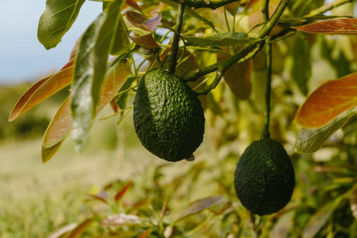 Por estas razones el árbol de palta comienza a secarse. Por estas razones el árbol de palta comienza a secarse.