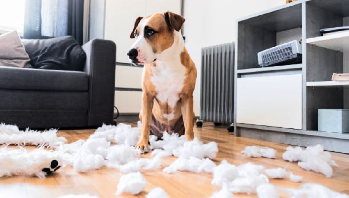 Tu mascota puede romper las cosas de casa como una forma de liberar energía.
