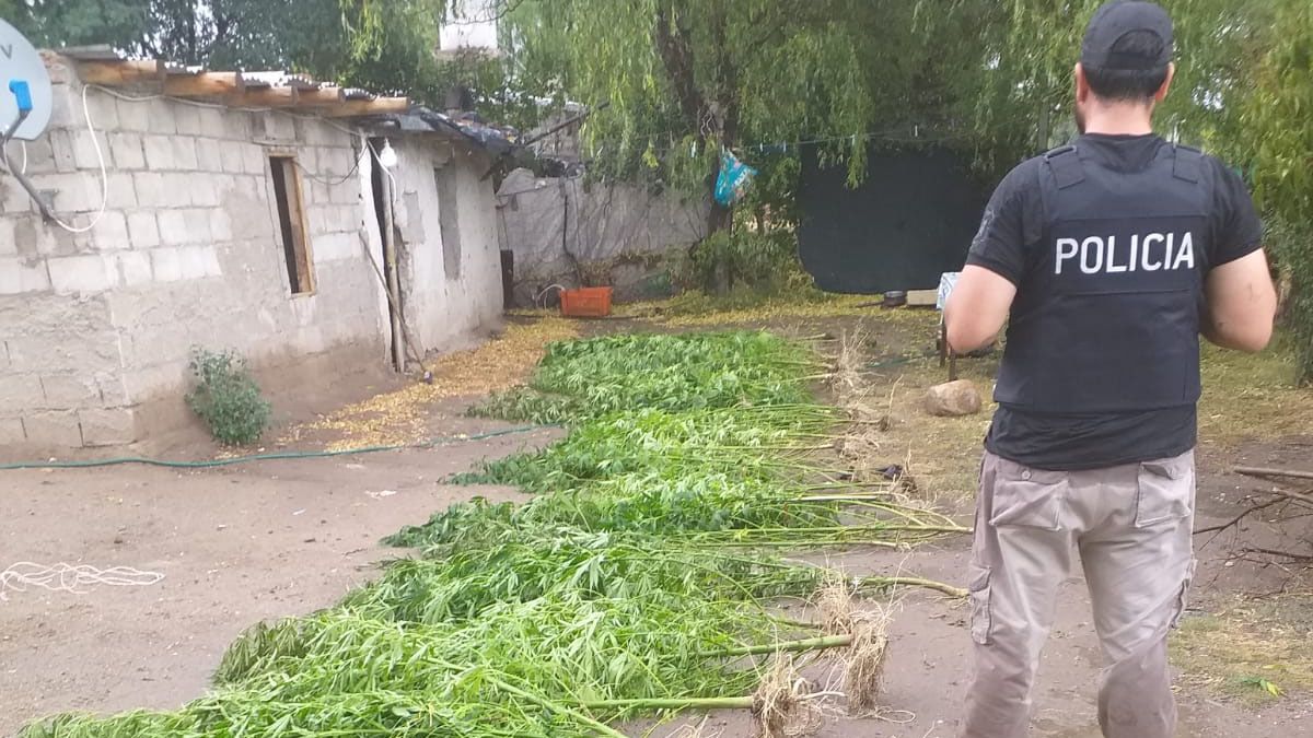 Las 127 plantas de marihuana tenían un peso de 112