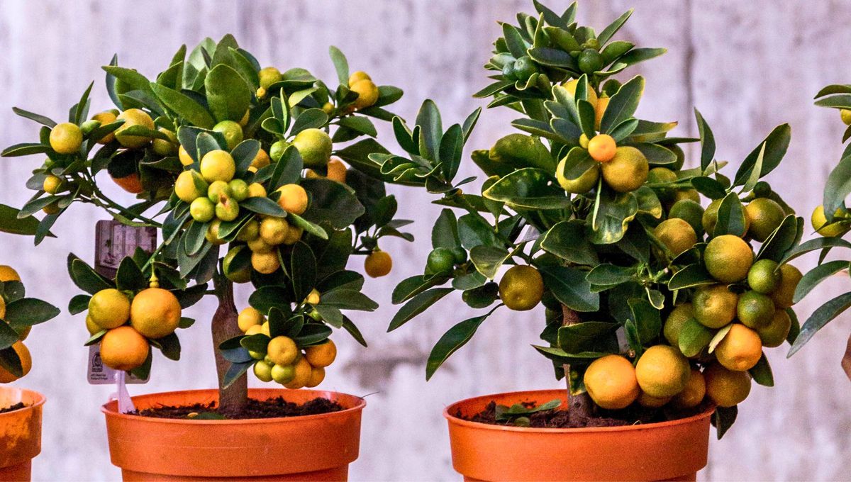 Árbol de naranjo en maceta: el truco para que dé frutos aunque vivas en departamento