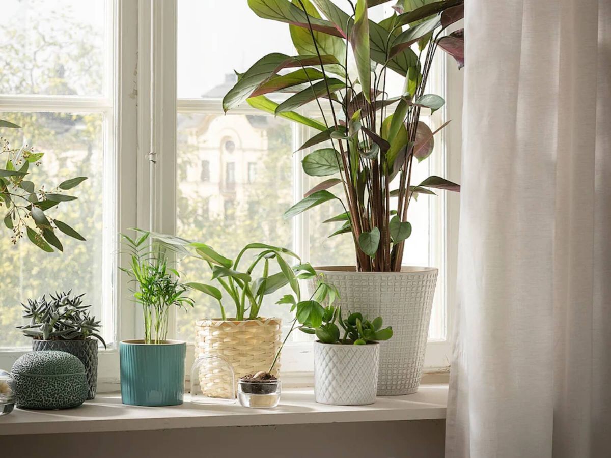 Plantas de interior: 3 consejos para su cuidado en invierno