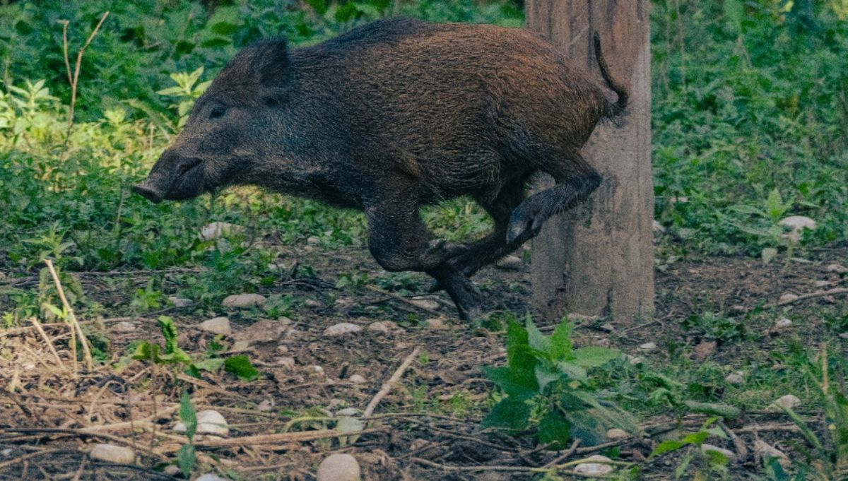Los jabalíes son seres esquivos, dice el cazador. Imagen ilustrativa.