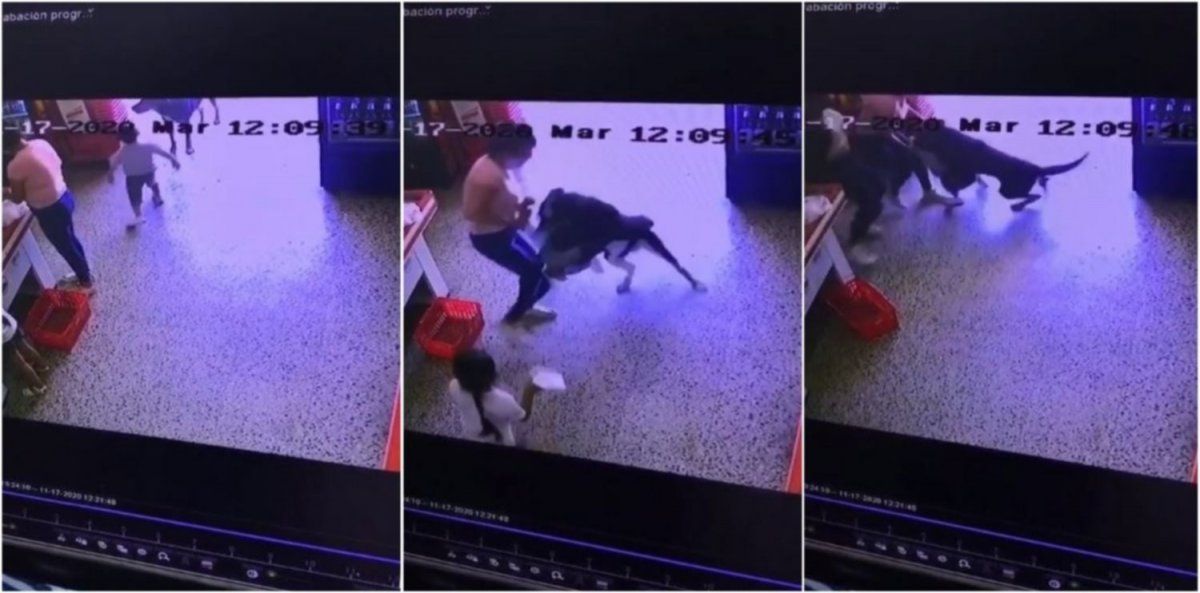 Lo salvaron. Un niño fue atacado por un perro callejero.