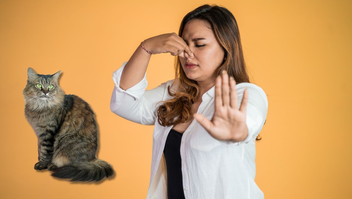 Cómo evitar que tu casa huela a gato todo el tiempo