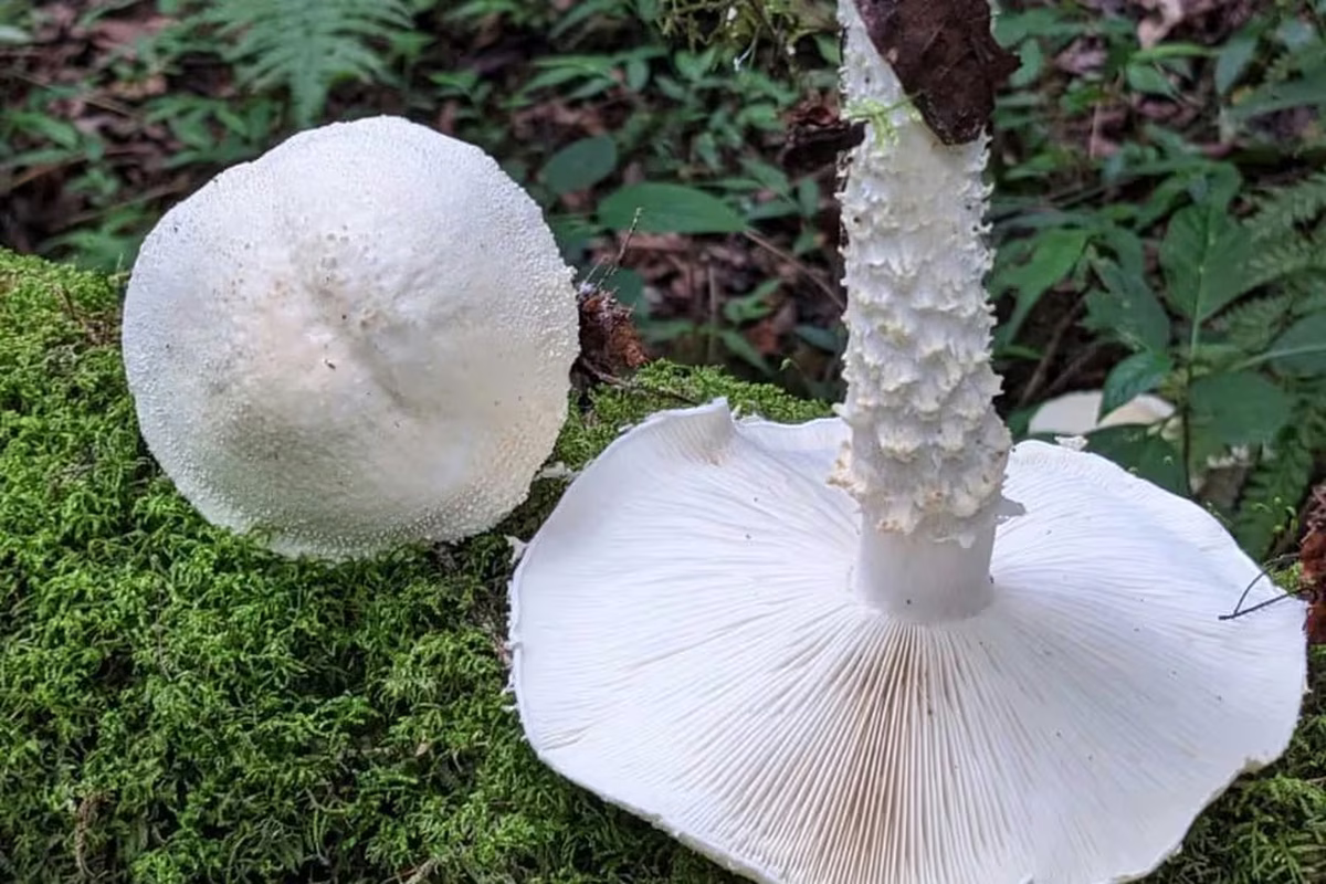 El curioso descubrimiento científico que lleva el nombre de Lionel Messi El curioso descubrimiento científico que lleva el nombre de Lionel Messi