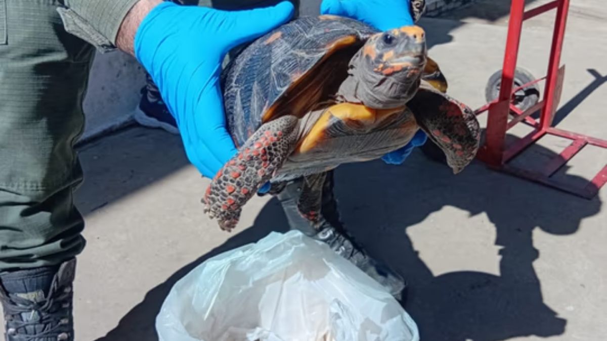 La tortuga estaba oculta en medio del viaje. La tortuga estaba oculta en medio del viaje.