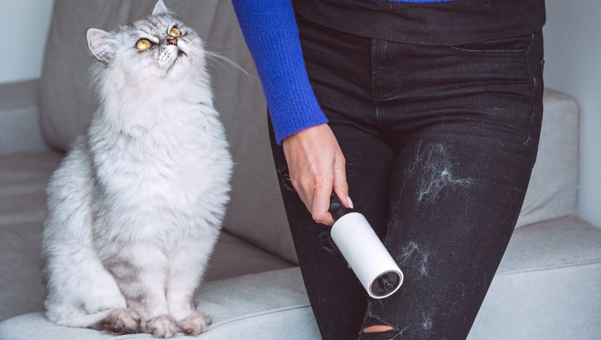 Cómo eliminar los pelos de gato de la ropa pero sin dañar las telas: 4 trucos que no fallan y salvan de apuros