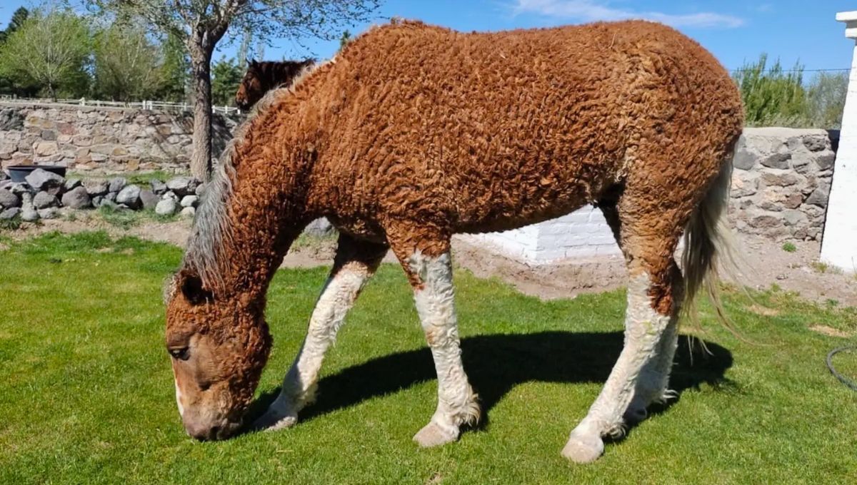 Los únicos caballos con rulos del mundo están en este país de América del Sur