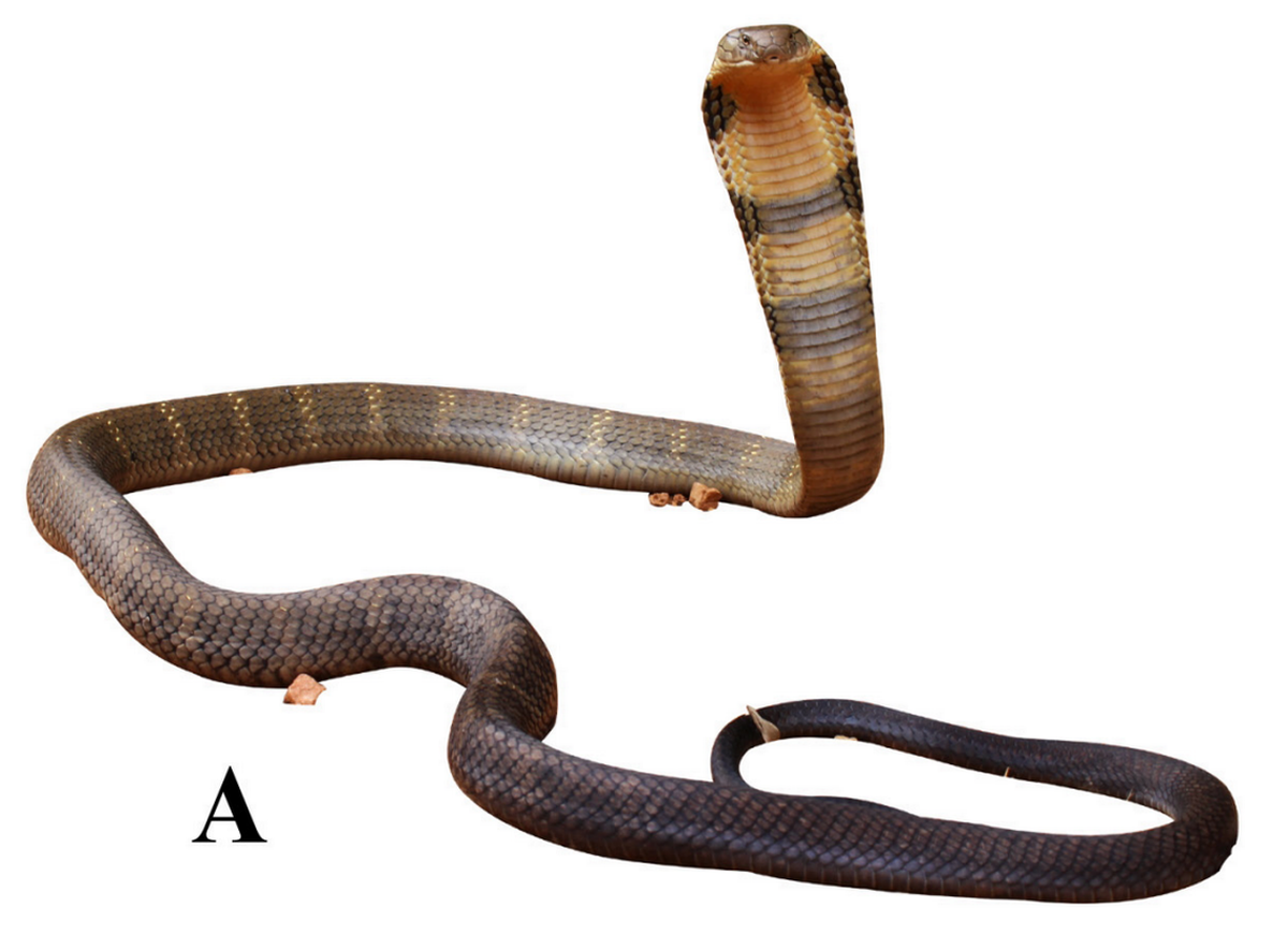 El descubrimiento de una cobra gigante y venenosa que dejó sin palabras a los científicos El descubrimiento de una cobra gigante y venenosa que dejó sin palabras a los científicos