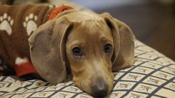 Un perro salchicha pasó casi una semana en el desierto después de caer de un avión