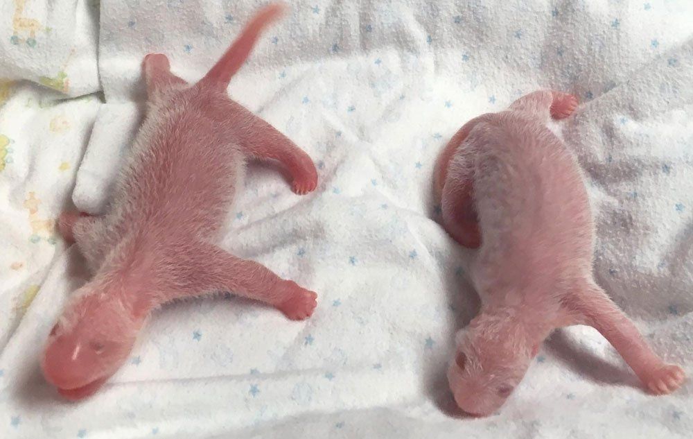 Nacen pandas mellizos en zoológico de Atlanta