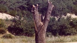 en 1976, un arbol llevo a estados unidos a movilizar cientos de militares a corea del norte