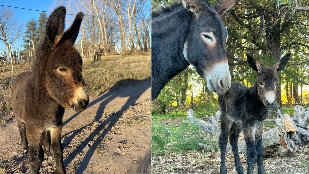 La burra Lola es intensamente buscada por San Carlos, de donde se la llevaron de la finca Furlotti. La burra Lola es intensamente buscada por San Carlos, de donde se la llevaron de la finca Furlotti.