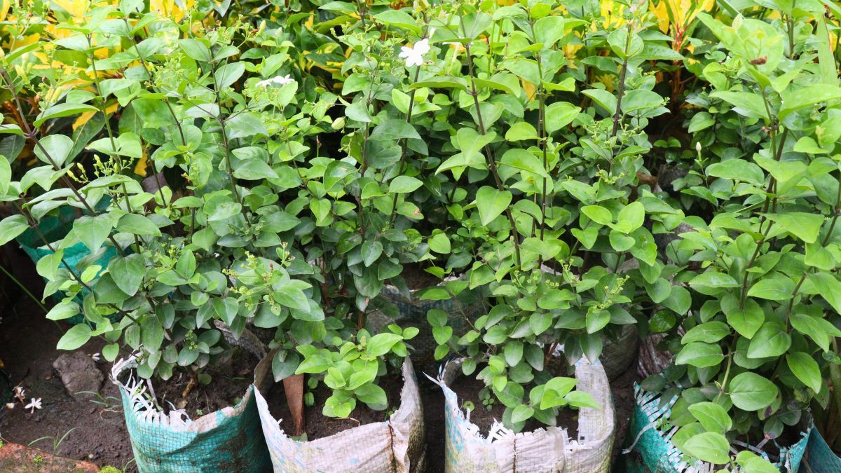 La frecuencia de riego y el cuidado del jazmín puede variar según la estación. La frecuencia de riego y el cuidado del jazmín puede variar según la estación.