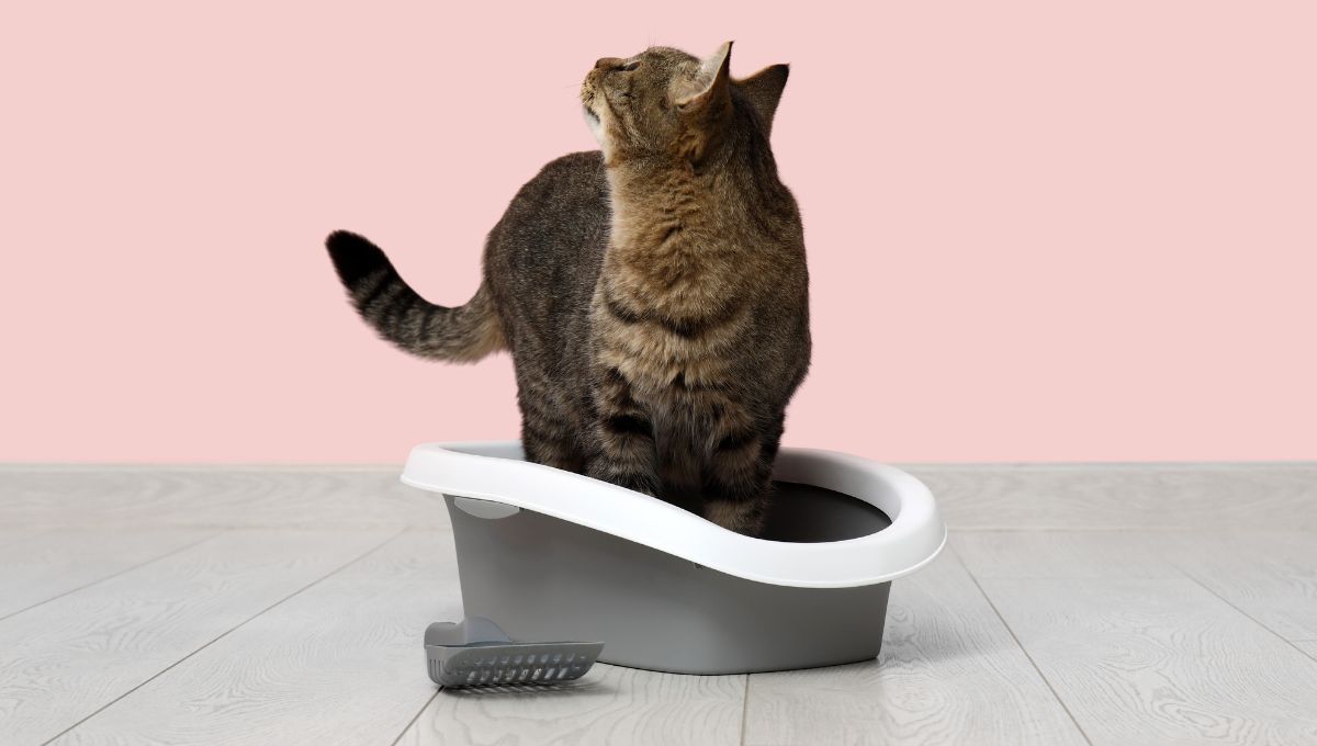 La orina del gato no debe limpiarse con lavandina. La orina del gato no debe limpiarse con lavandina. 