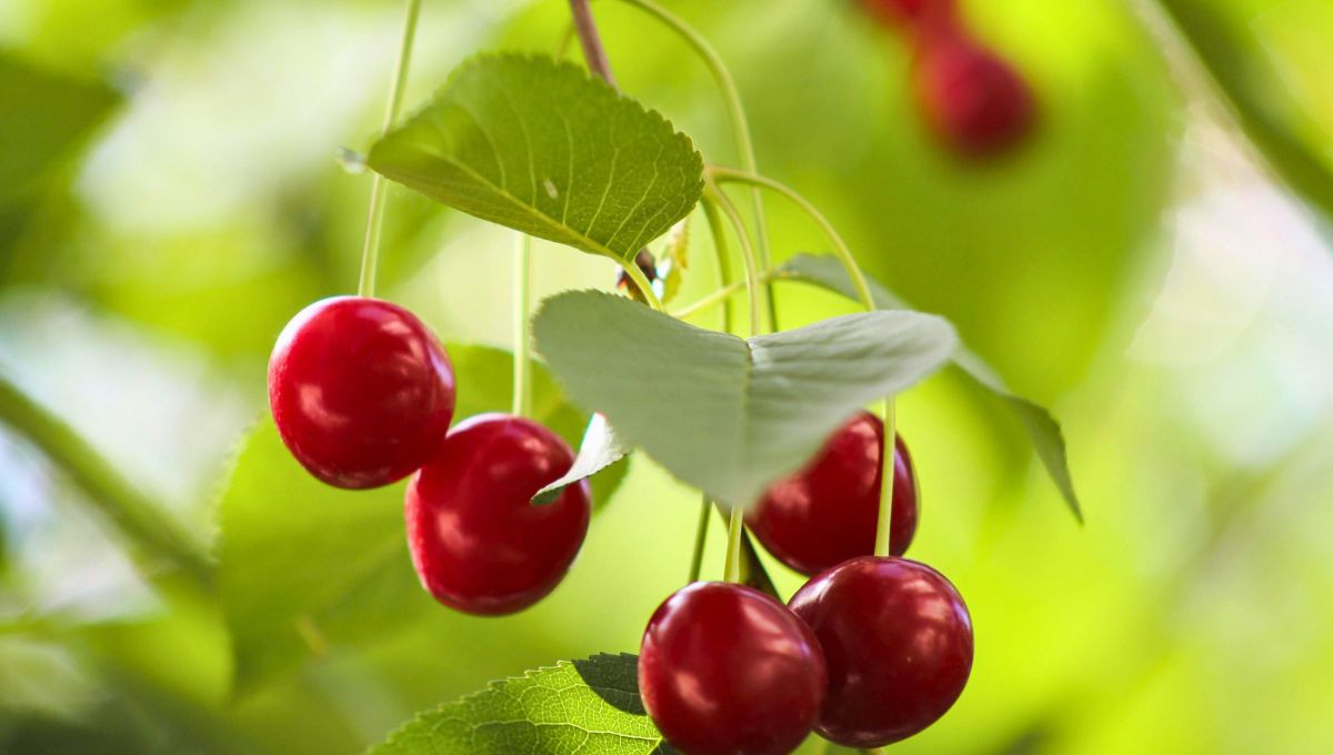 Para germinar semillas de cereza hay que tener varias puntos en cuenta pero sobretodo, paciencia. Para germinar semillas de cereza hay que tener varias puntos en cuenta pero sobretodo, paciencia.