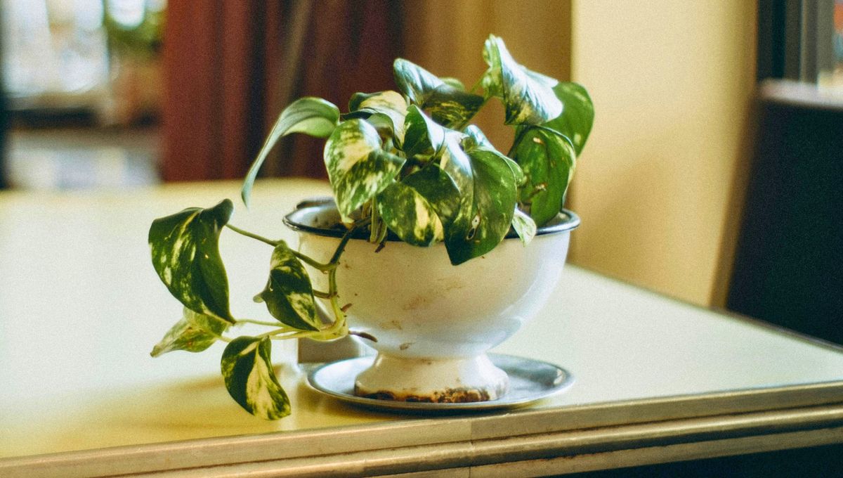 El potus es una de las plantas ideales para purificar el aire. El potus es una de las plantas ideales para purificar el aire.