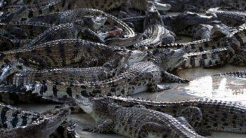 Una mujer terminó con su vida lanzándose a los cocodrilos en un zoológico