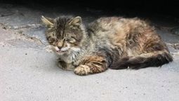 Ante los primeros síntomas, es clave&nbsp;consultar con un veterinario y actuar rápido para descartar cualquier problema en tu gato.