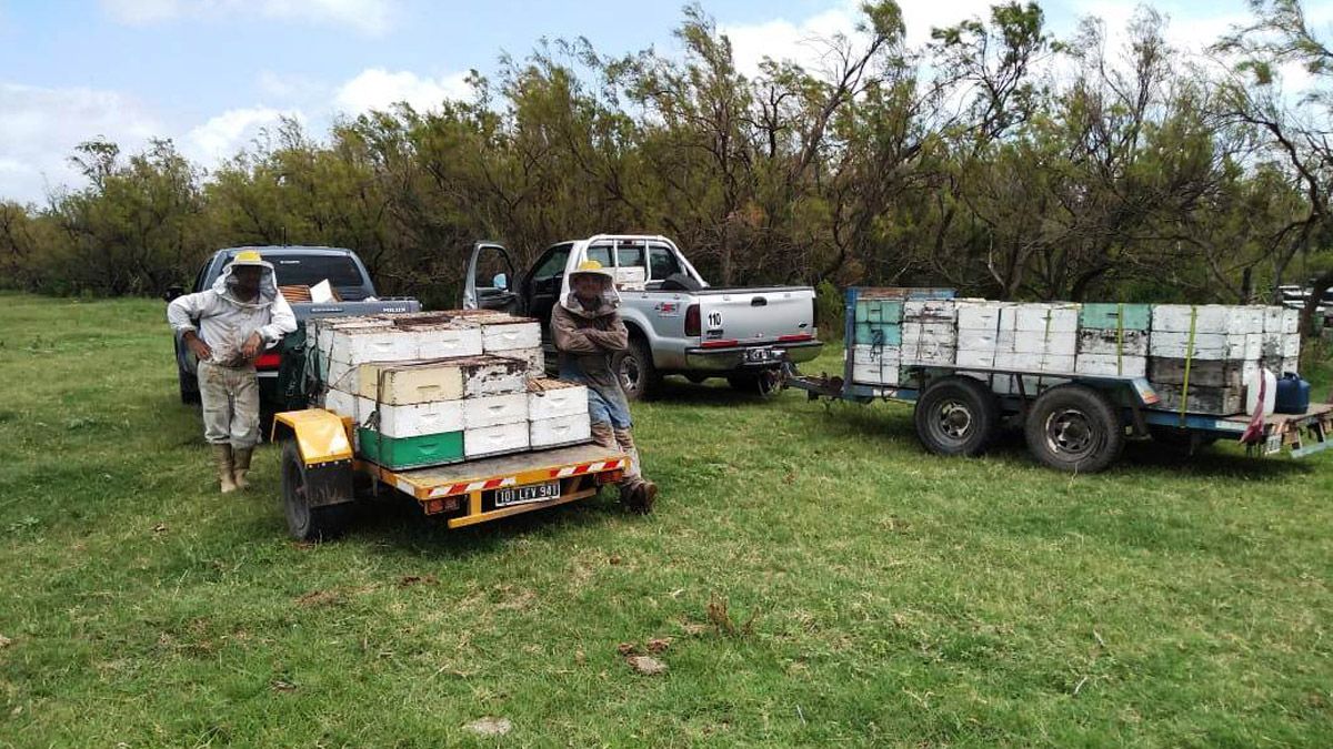 Los apicultores pierden 28 días de trabajo porque deben cumplir una cuarentena, por la pandemia, en cada provincia.&nbsp;