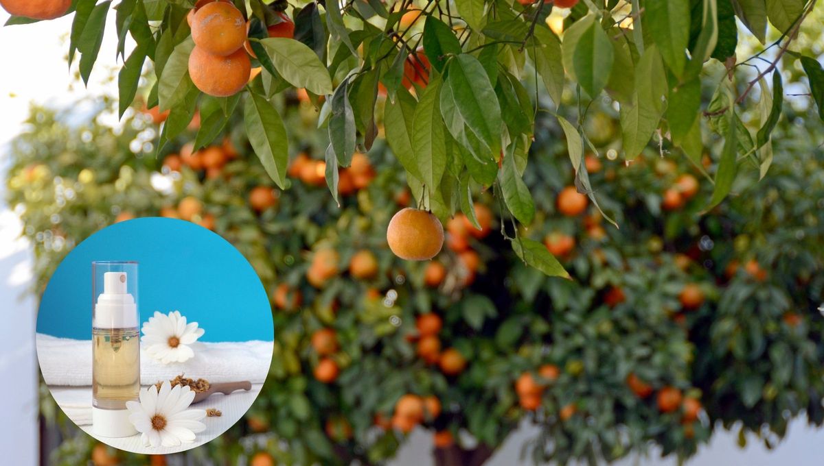 Naranjo: por qué hay que rociarlo con té de manzanilla todos los meses y para qué sirve