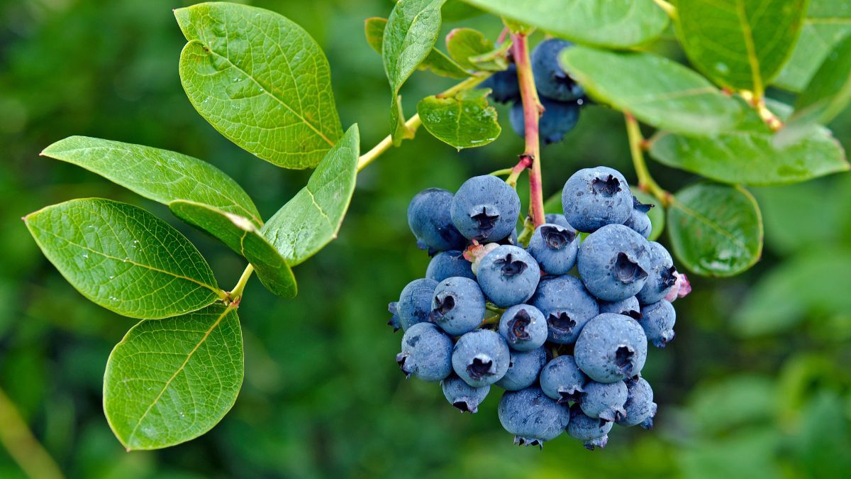El país de América Latina que sorprendió al mundo al ser el mayor exportador de la "joya azul del bosque"