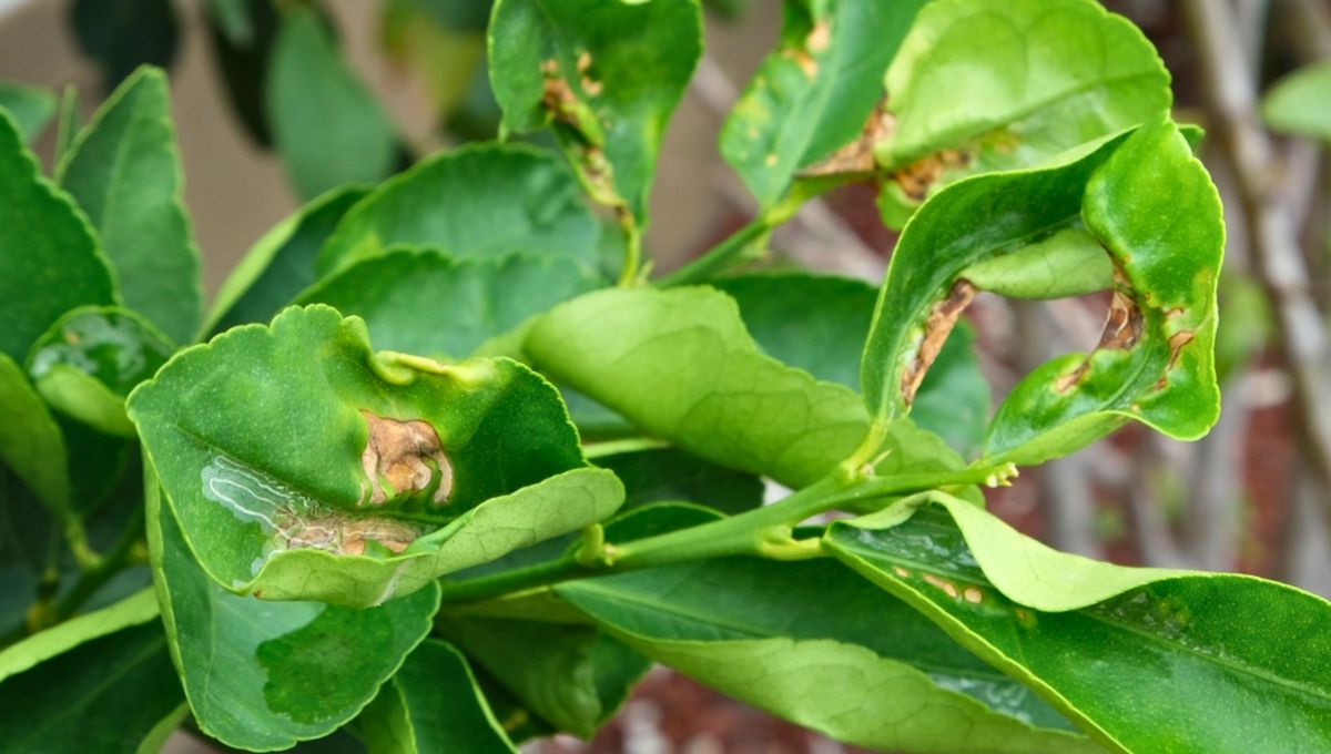 Por qué tu naranjo tiene las hojas arrugadas: qué significa y cómo solucionarlo