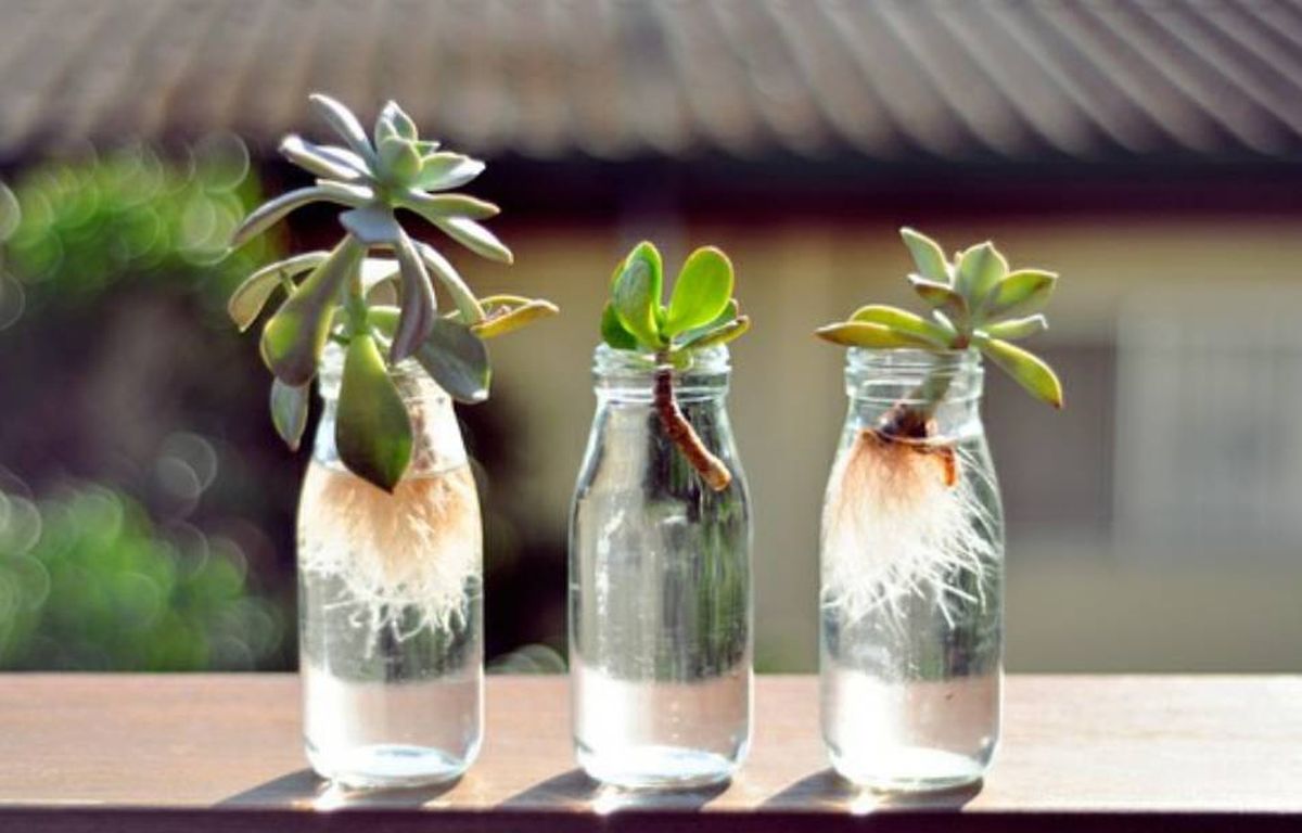 Una manera muy sencilla de cultivar las plantas es a través del agua. Conoce cómo hacerlo con las suculentas más lindas. Una manera muy sencilla de cultivar las plantas es a través del agua. Conoce cómo hacerlo con las suculentas más lindas.