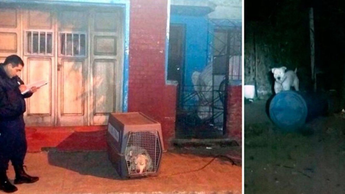 San Luis: un dogo mató a un nene de un año