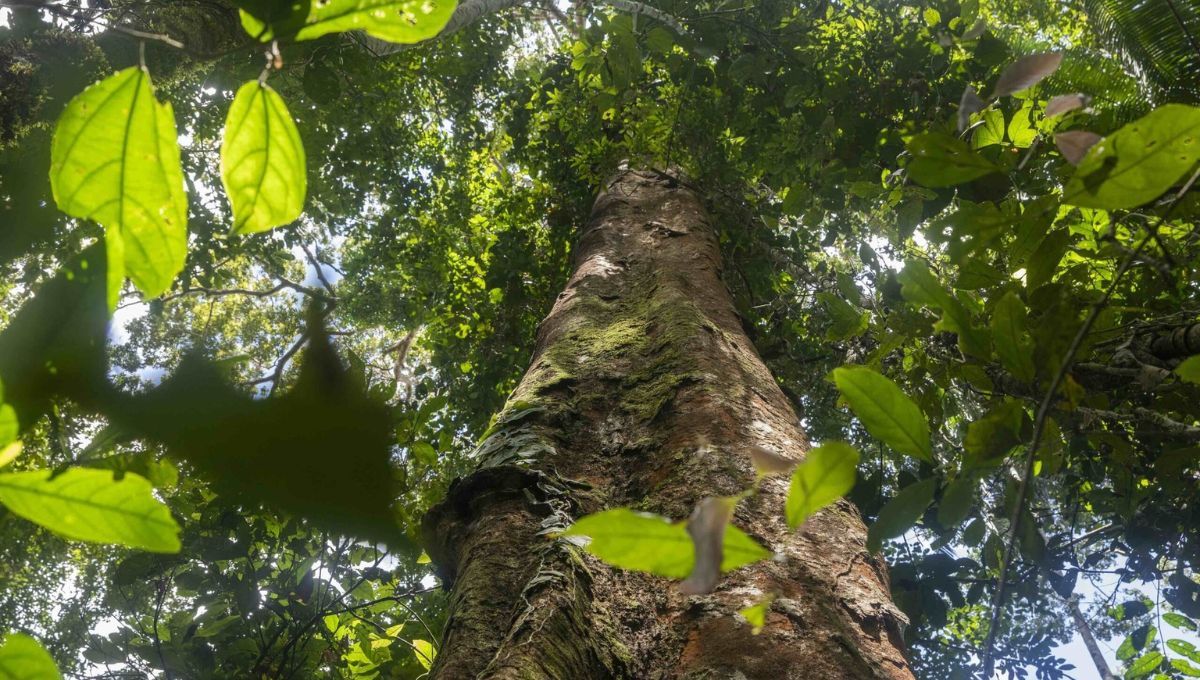 El shihuahuaco, un gigante milenario de la Amazonía, se ha convertido en la presa favorita del comercio ilegal de madera. El shihuahuaco, un gigante milenario de la Amazonía, se ha convertido en la presa favorita del comercio ilegal de madera.