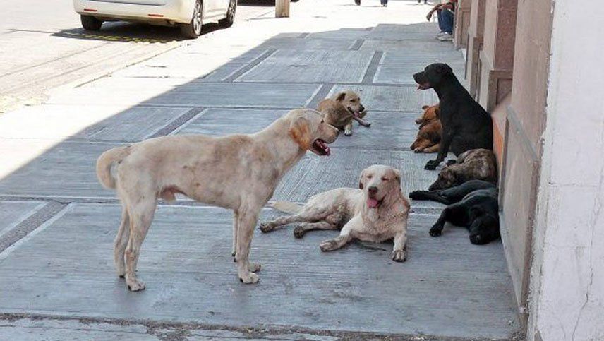 Polémica campaña para evitar la sobrepoblación canina