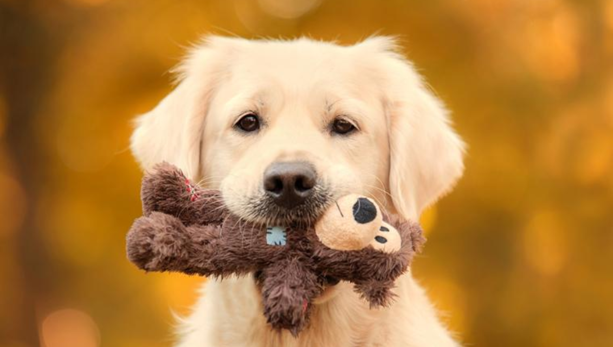 El sorprendente beneficio de hablarle a los perros como si fueran bebes