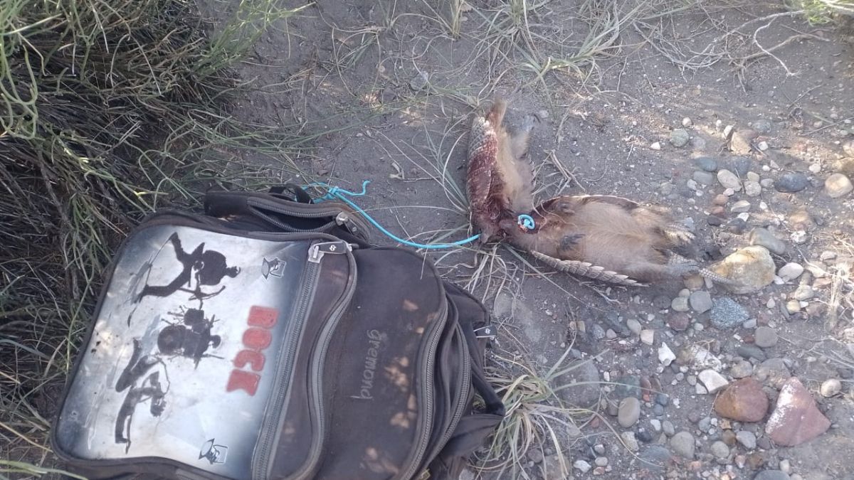 Se sorprendió a un cazador en un campo lindero a la ruta 144, cerca del Sosneado, en San Rafael, con dos ejemplares de piche sacrificados y otro vivo en la mochila.