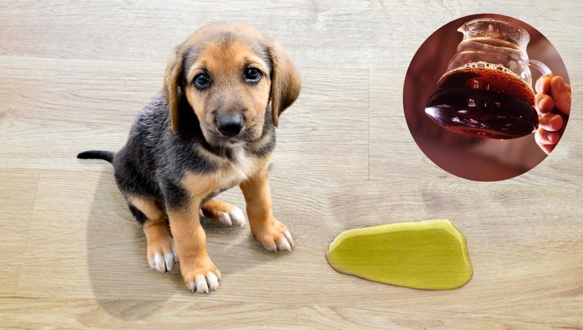 Cómo eliminar el olor a orina de tu mascota usando un poco de café líquido: truco casero efectivo